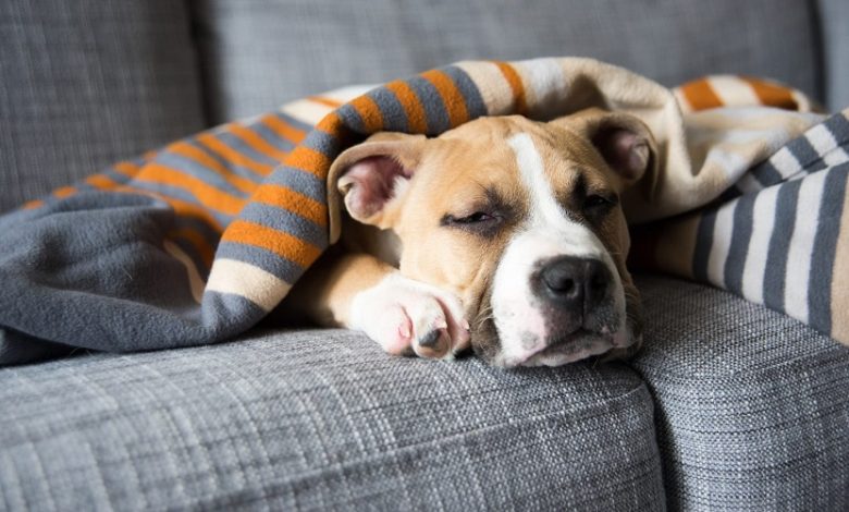 Not for comfort: Why do dogs sleep in a bent position?