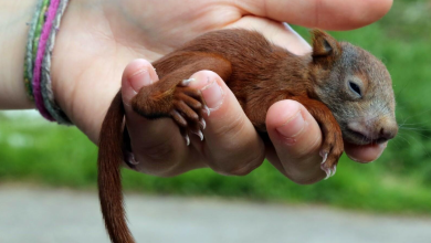Boston woman: “I found a baby squirrel and took care of it – now it doesn’t want to leave”