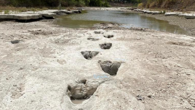 Dinosaur footprints older than 100 million years found in Texas as a results of the droughts