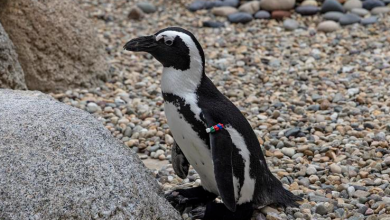 In an effort to ease symptoms from a degenerative limb disease, San Diego Zoo workers installed orthopedic shoes to a penguin