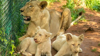 Man who tried to steal two small white lion cubs from a zoo killed by a parent lion