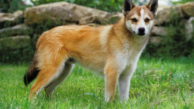 These are the rarest dog breeds in the world.  Why are they so special?