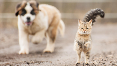 Our beloved pets: Why people can’t train cats as easily as dogs