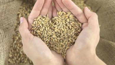 Nutritionists advise people to ingest barley frequently because it keeps our skin healthy and offers cancer protection