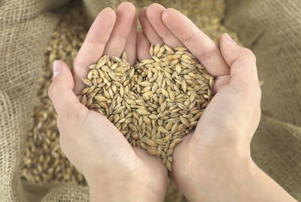 Nutritionists advise people to ingest barley frequently because it keeps our skin healthy and offers cancer protection