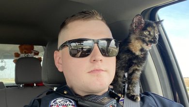 Nebraska State Patrol trooper found a cat in a ditch and saved her, the photos shared on social media are now going viral