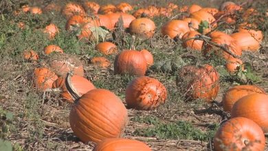North Texans, get ready for Halloween: Flower Mound pumpkin patch will open this fall despite previously announcing closure