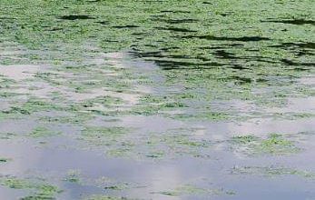Big Indian Lake in Gage County is among the lakes with blue-green algae