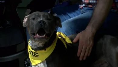 Friends of Berkeley Animal Center hosted an adoption event and invited the public to see what dogs need a home