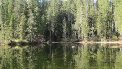 Canada man died after a tree fell on his tent in Elk Lake in Washington’s Olympic National Park