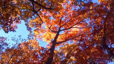 Fall settled in Chicago area; read on when the leaves are at their brightest