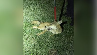 Ohio family found a coyote in their Trenton home, spent nearly an hour before it was discovered