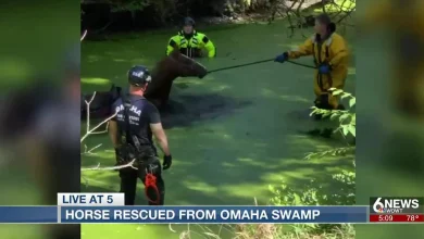 A horse galloped into a swampy area and got stuck, Omaha authorities got the horse rescued
