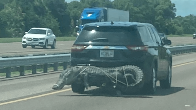 Massive gator, that appeared to be dead, was seen wrapped with a rope and tied to a vehicle traveling along Interstate-95 in Brevard County, Florida
