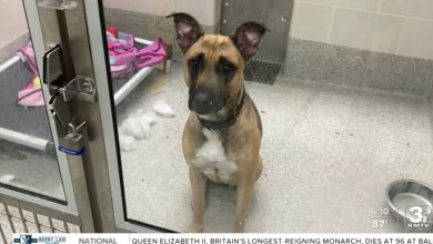 There are more than 100 dogs available for adoption; Nebraska Humane Society (NHS) is seeking help from the local community