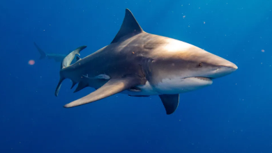 Pennsylvania woman, a passenger on a cruise ship, has died in a shark attack in the Bahamas