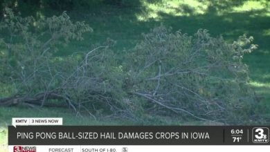 Crops in Carson, Iowa, heavily damaged after the area was hit by severe, Ping pong ball-sized hail