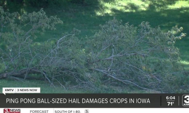 Crops in Carson, Iowa, heavily damaged after the area was hit by severe, Ping pong ball-sized hail