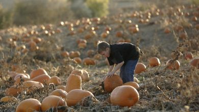 Pumpkin Patches, Haunted Houses & Fall Things to Do in Omaha