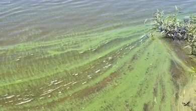Toxic blue-green algae have been found in several Nebraska lakes