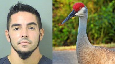 Palm Beach man was arrested and charged for torturing a sandhill crane, grabbed the bird by its neck