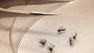 The first human case of West Nile Virus was confirmed by the Three Rivers Public Health Department on Thursday