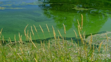 Toxic algae blooms discovered at four Nebraska lakes, Nebraska Department of Health and Human Services confirmed