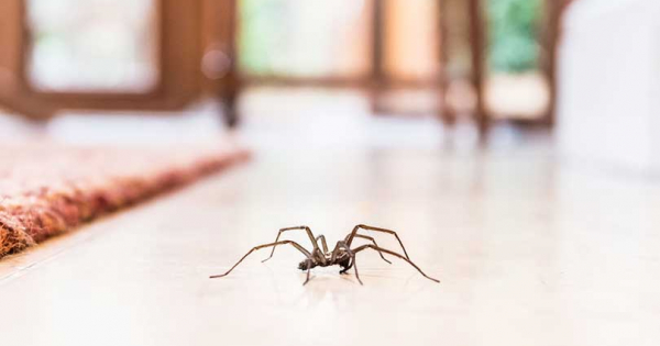 Why not kill and chase away the spiders in your home?