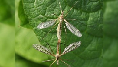 Texas A&M expert explains about crane flies