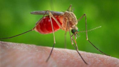 DCHHS raises alarm over West Nile virus outbreak DCHHS raises alarm over West Nile virus outbreak
