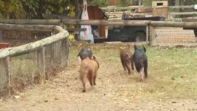 Vala’s Pumpkin Patch & Apple Orchard celebrates 10,000th pig race in Gretna
